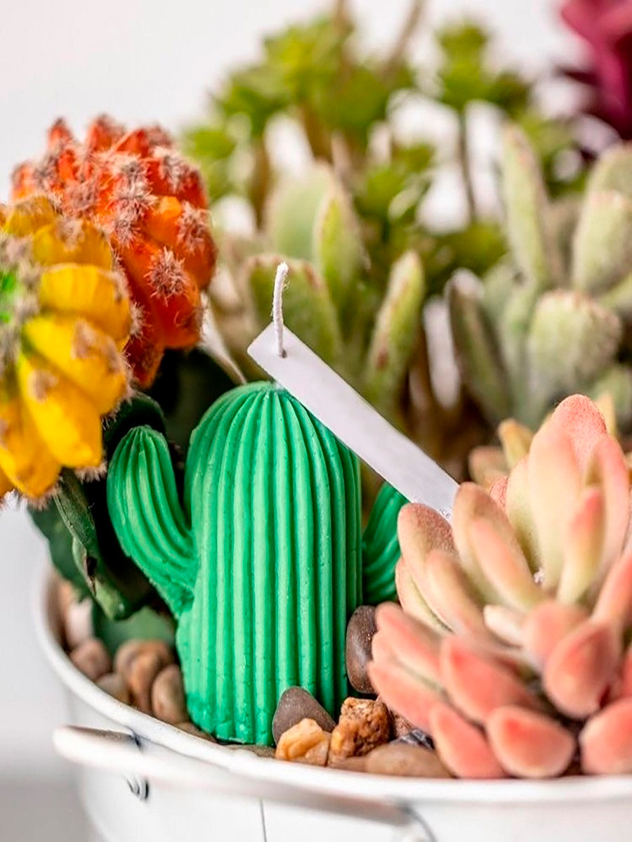 vela cactus